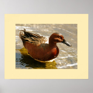Impressão do pato da cerceta da canela