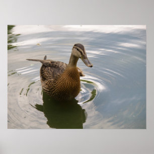Impressão do pato de assento