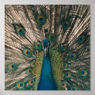IMPRESSÃO DO PEACOCK CANVAS