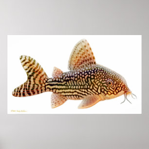 Impressão do peixe-gato de Corydoras Sterbai