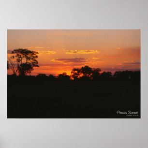 Impressão do por do sol da acácia