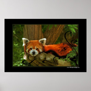 Impressão do poster da panda vermelha