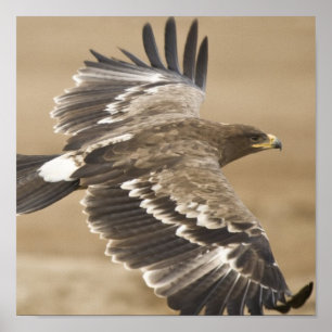 Impressão do poster de Eagle do vôo