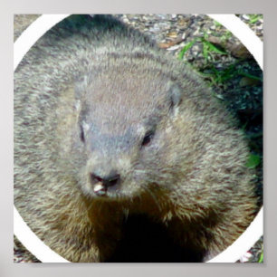 Impressão do poster de Groundhog