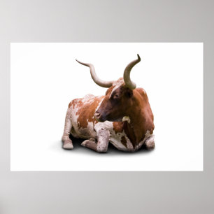 Impressão do poster de Texas Longhorn