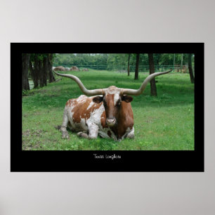 Impressão do poster de Texas Longhorn
