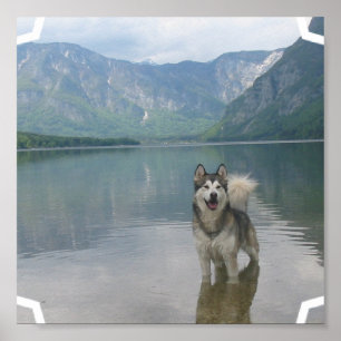 Impressão do poster do cão do Malamute