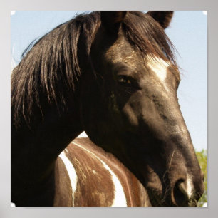 Impressão do poster do cavalo de esboço do conda