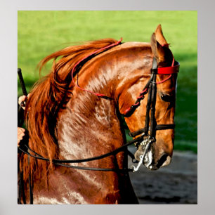 Impressão do poster do cavalo de Saddlebred do