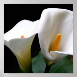 Impressão do poster do lírio de Calla