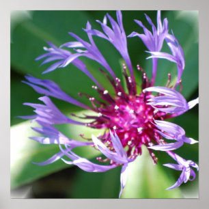 Impressão do poster dos Cornflowers