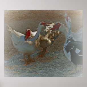 Impressão do poster dos patos de Muscovy
