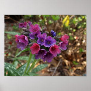 impressão do respingo da framboesa do pulmonaria