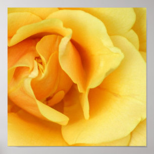 Impressão do rosa amarelo