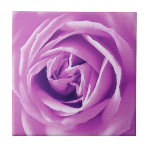 Impressão do rosa da lavanda