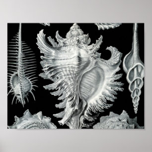Impressão do Seashell do vintage