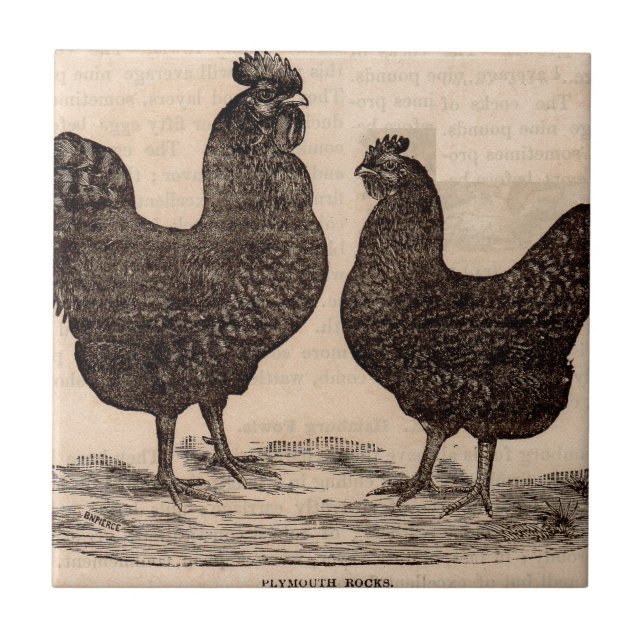 impressão do século XIX Galinha e galinha de Plymo (Frente)