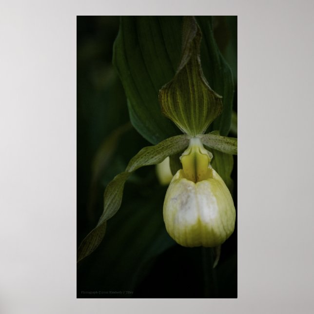 Impressão do Slipper 2 amarelo (Frente)