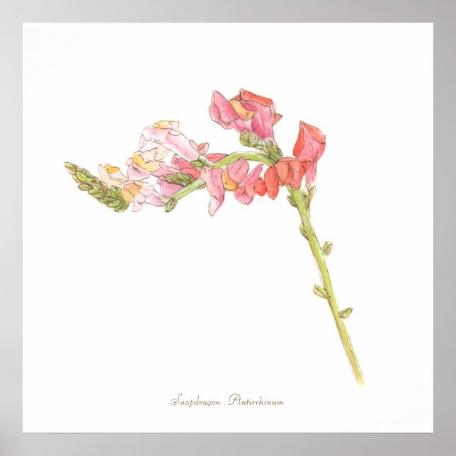 Impressão do Snapdragon, Papel Poster de Valor (Ma (Frente)