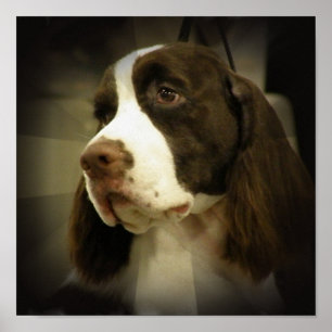 Impressão do Spaniel de Springer