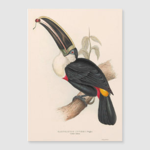 Impressão do Tucano-de-bico-preto de Cuvier: Ave T