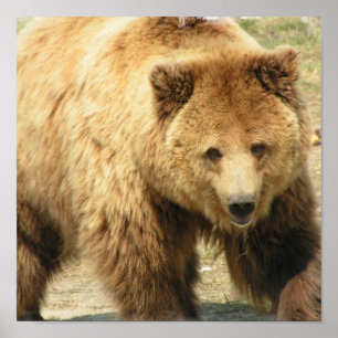 Impressão do urso de urso