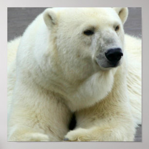 Impressão do urso polar