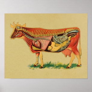 Impressão do vintage da anatomia de 1905 vacas