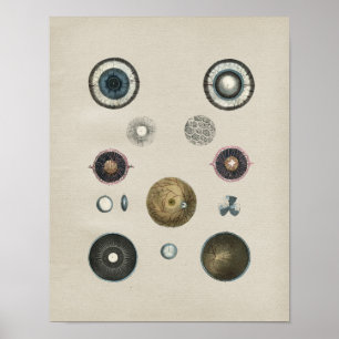 Impressão do vintage da anatomia do olho humano