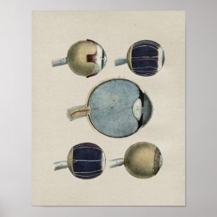 Impressão do vintage da anatomia do olho humano