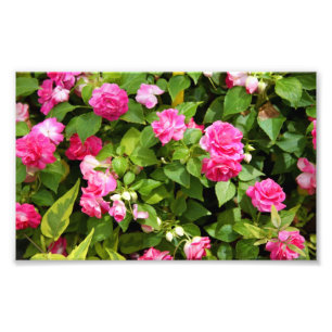 Impressão dobro da foto de Impatiens