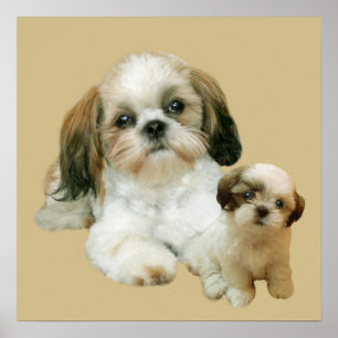 Impressão dos amigos de Shih Tzu