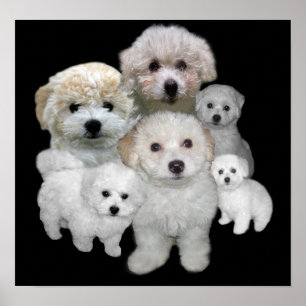 Impressão dos filhotes de cachorro de Bichon Fris