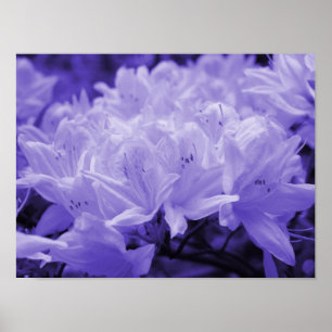 Impressão dos lírios do Lilac