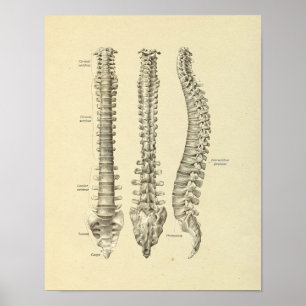 Impressão dos ossos da anatomia das vértebras da