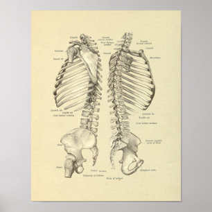 Impressão dos ossos da anatomia das vértebras da