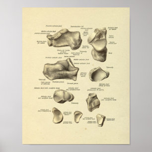 Impressão dos ossos tarsais da anatomia do