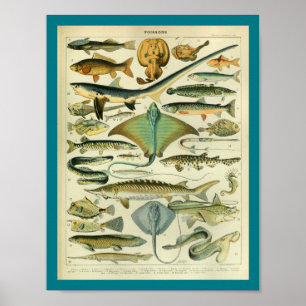 Impressão dos peixes de Sealife da cor do vintage