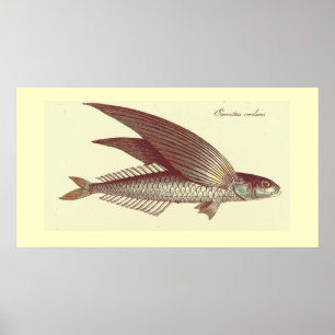 impressão dos peixes de vôo do vintage