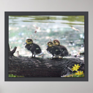 Impressão Ducky - 24x20 - outros tamanhos dispon