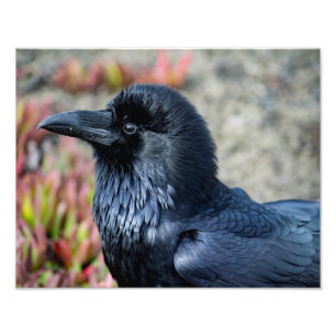 Impressão elegante da foto do corvo