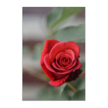 Impressão em Acrílico Elegância Rosa Vermelha Foto