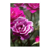 Impressão em Acrílico Fotografia de Rosas Lindas