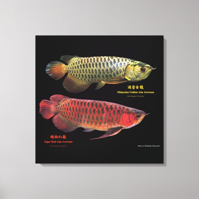 Impressão Em Tela 金と赤のAsian Arowana (Frente)