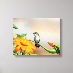 Impressão Em Tela 14x11 Hummingbird numa floração