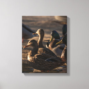 Impressão Em Tela 2318-Mallard Ducks