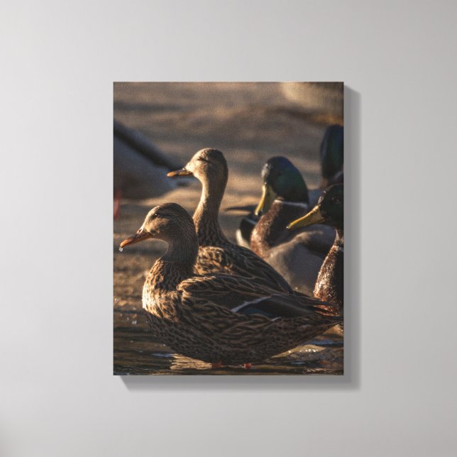 Impressão Em Tela 2318-Mallard Ducks (Frente)