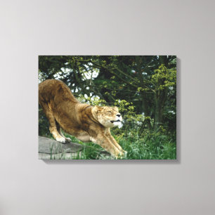 IMPRESSÃO EM TELA 24114343