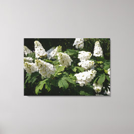 Impressão Em Tela 36"x24" Oakleaf Hydrangea