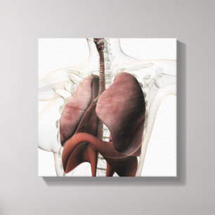 Impressão Em Tela 3D Vista Do Sistema Respiratório Feminino 3